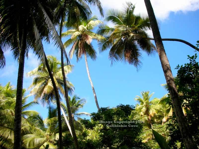 Hotel Calibishie Cove Exterior foto